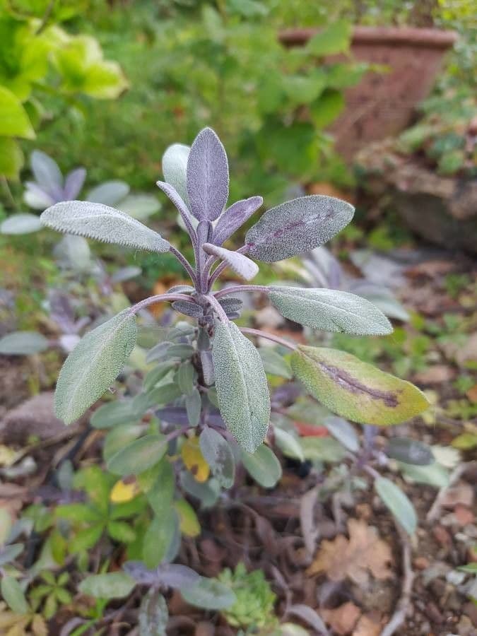 Salvia purpurea 11