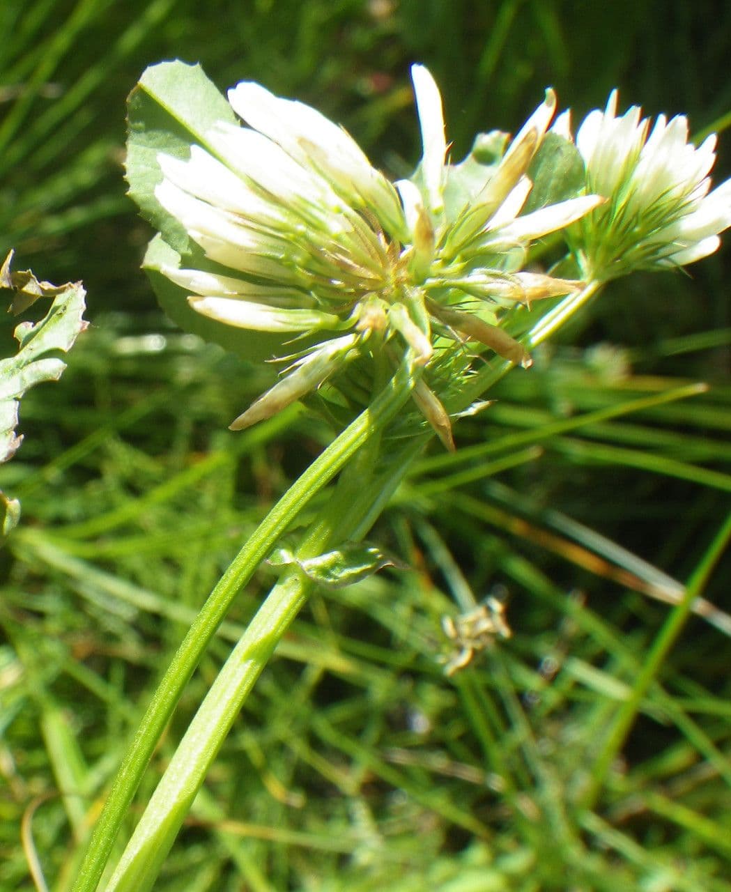 Trifoglio 10