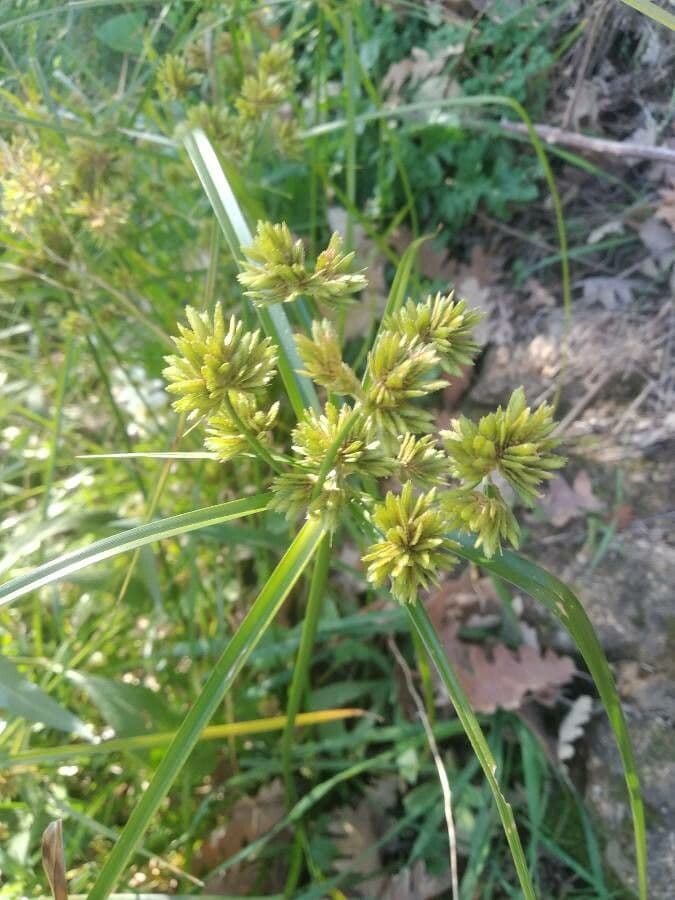 Zigolo del Panico 3