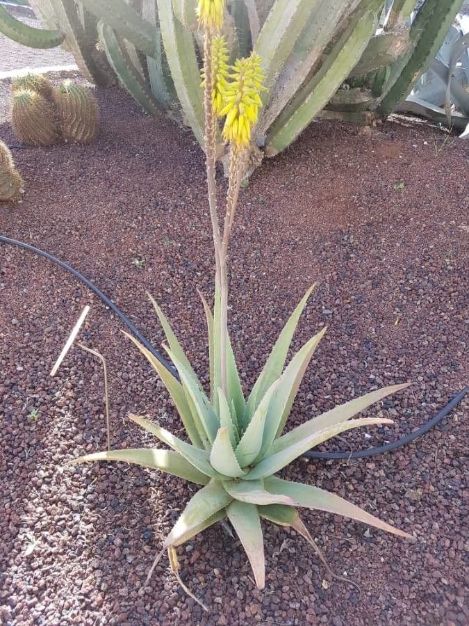 Sisal 21