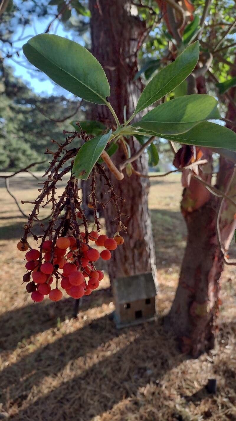 Arbutus menziesii 4