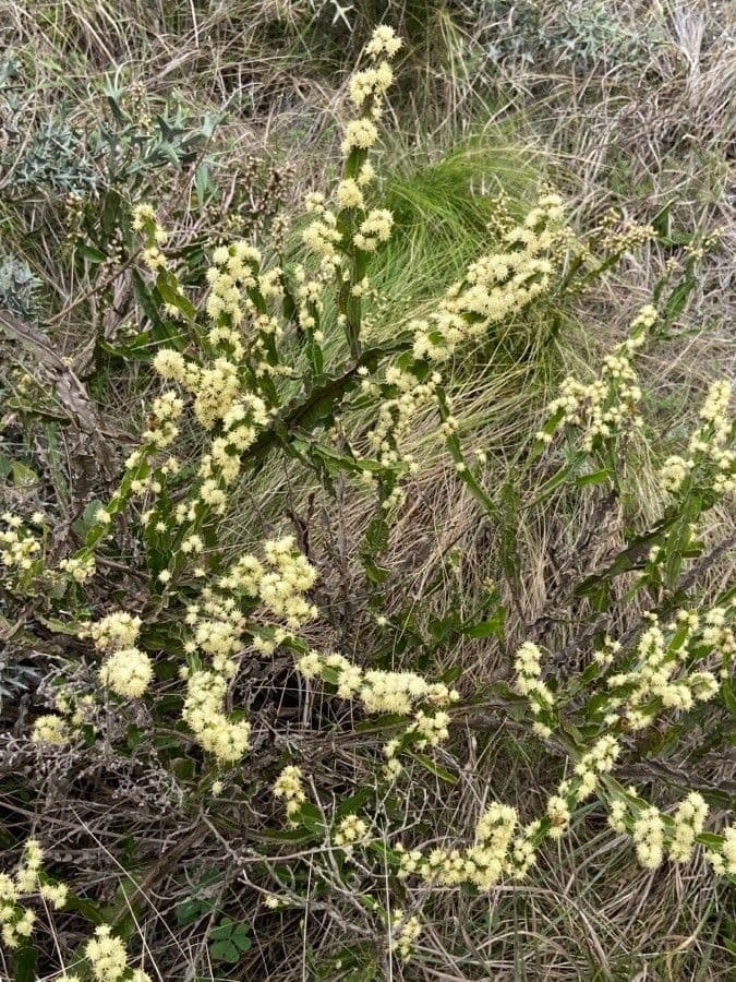 Baccharis trimera 6
