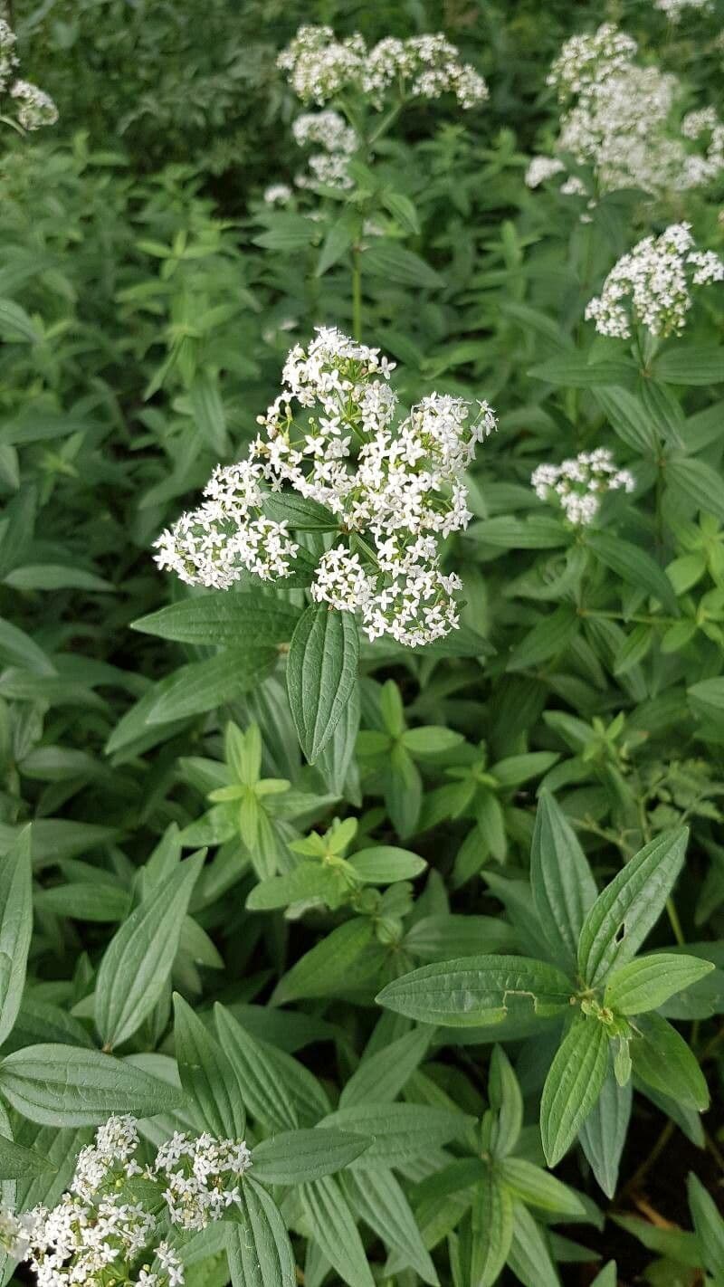 Przytulia rubioides 6