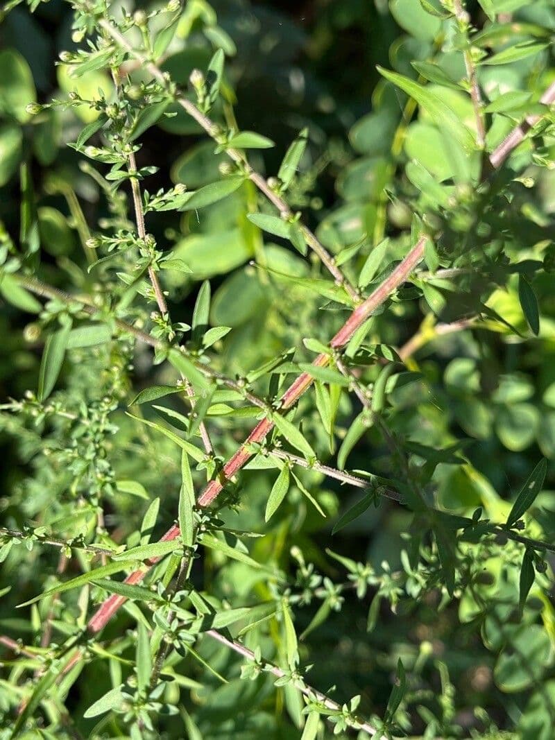 Busch-Aster 8
