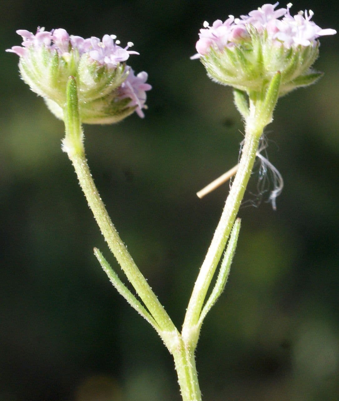 Valerianella coronata 8