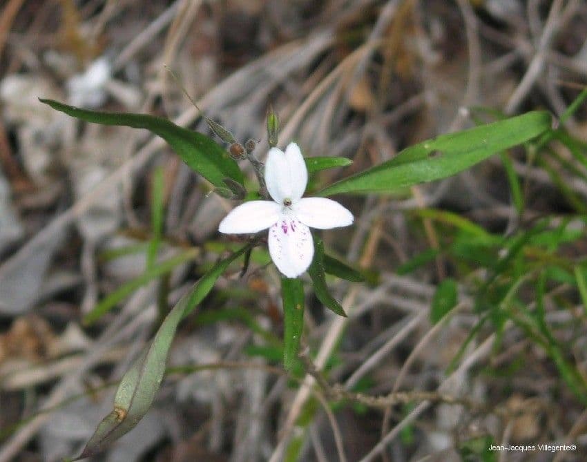 Pseuderanthemum 8