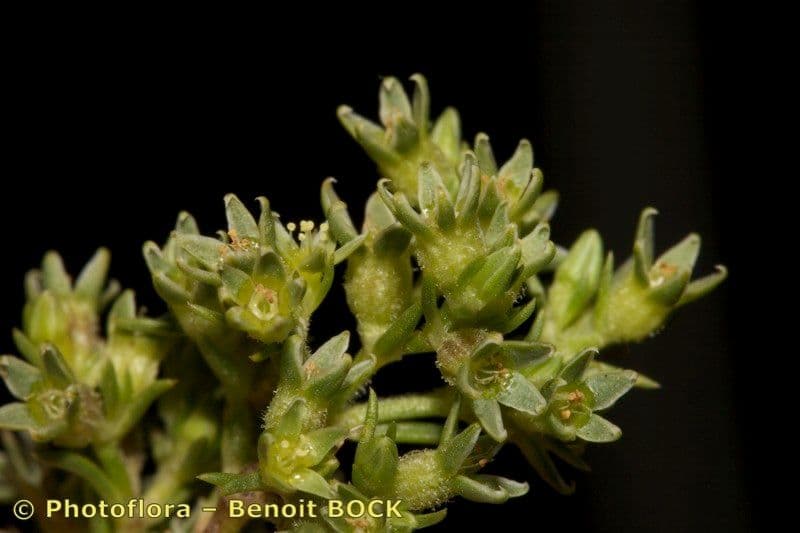 Scleranthus