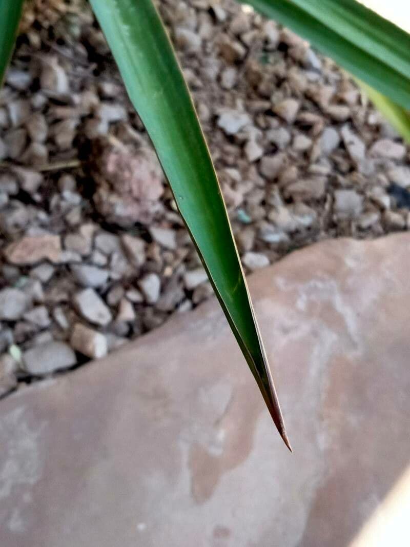 Fels-Yucca 13