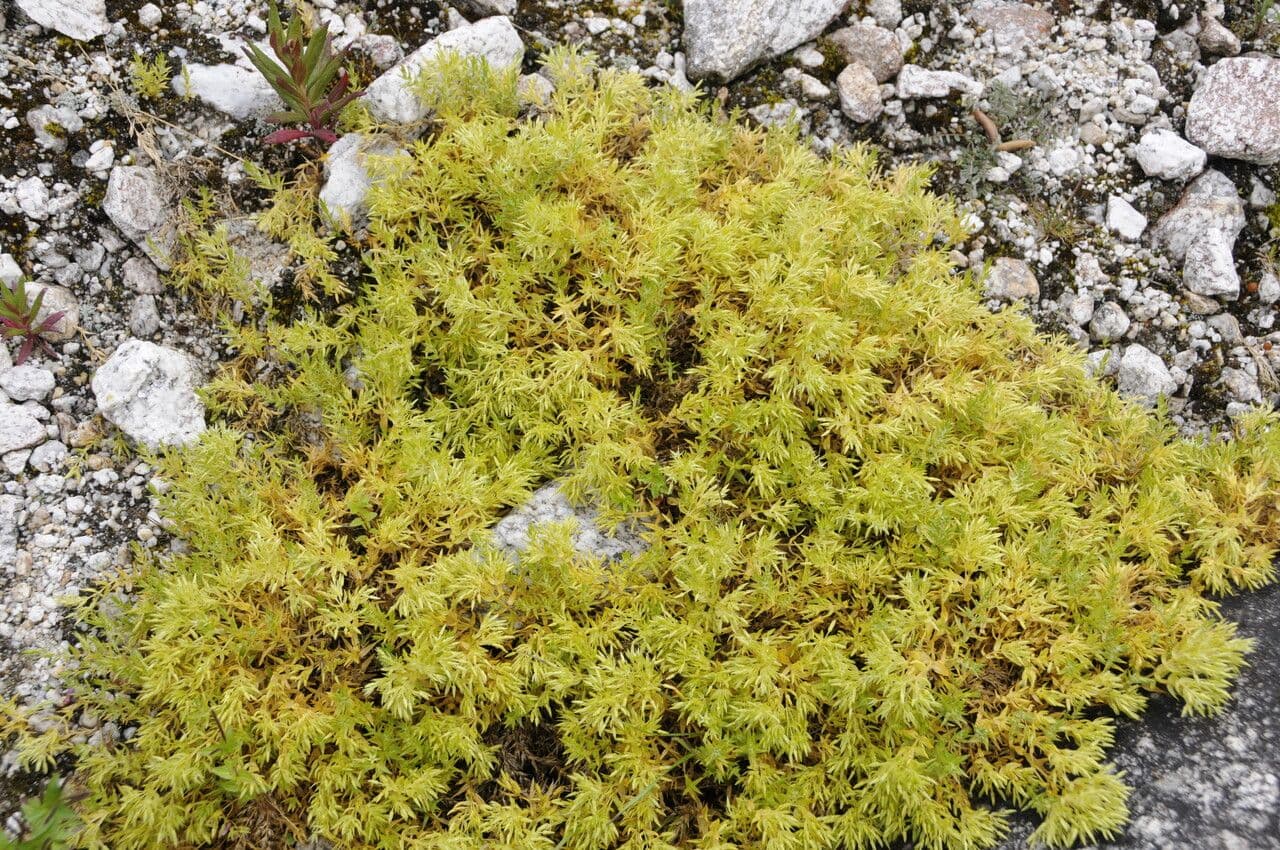 Stellaria 9