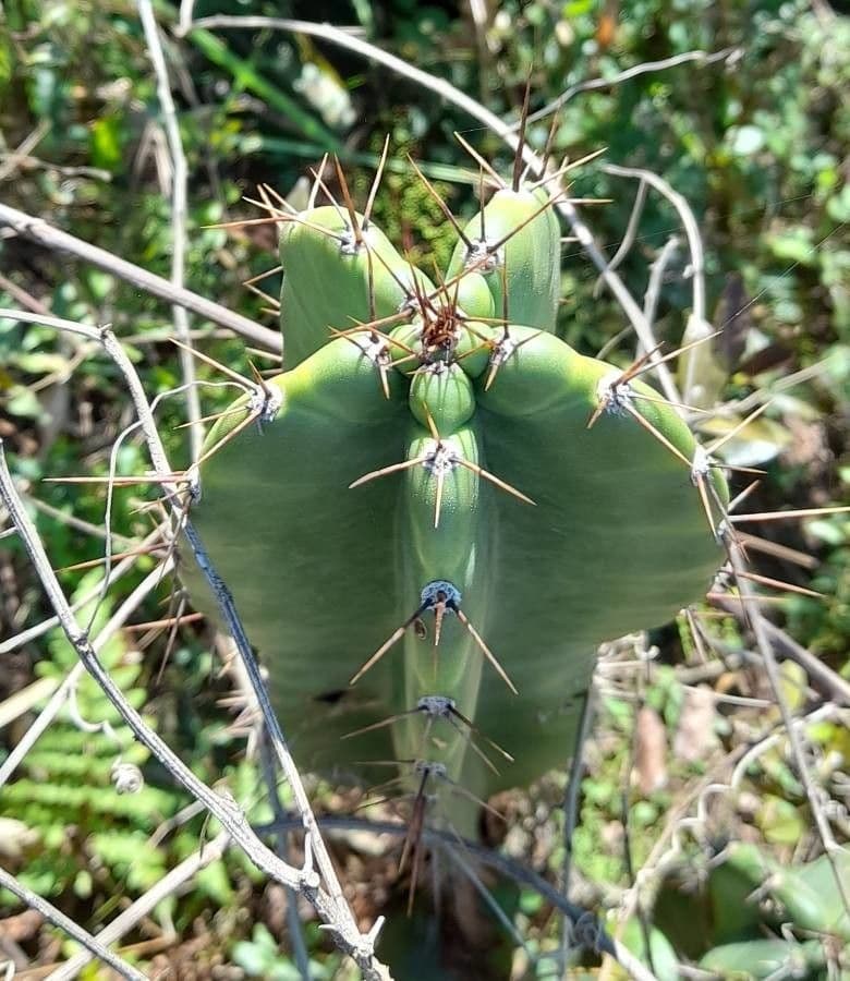 Cereus 12