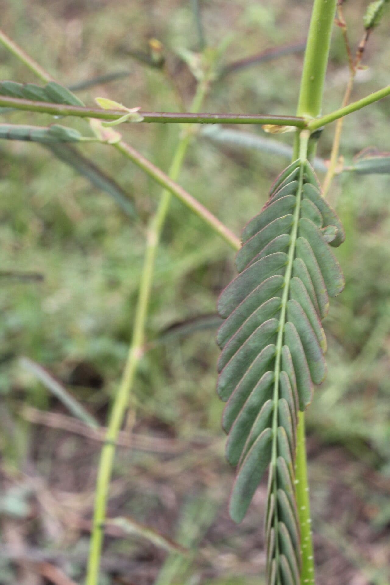 Aeschynomene ruvida 13
