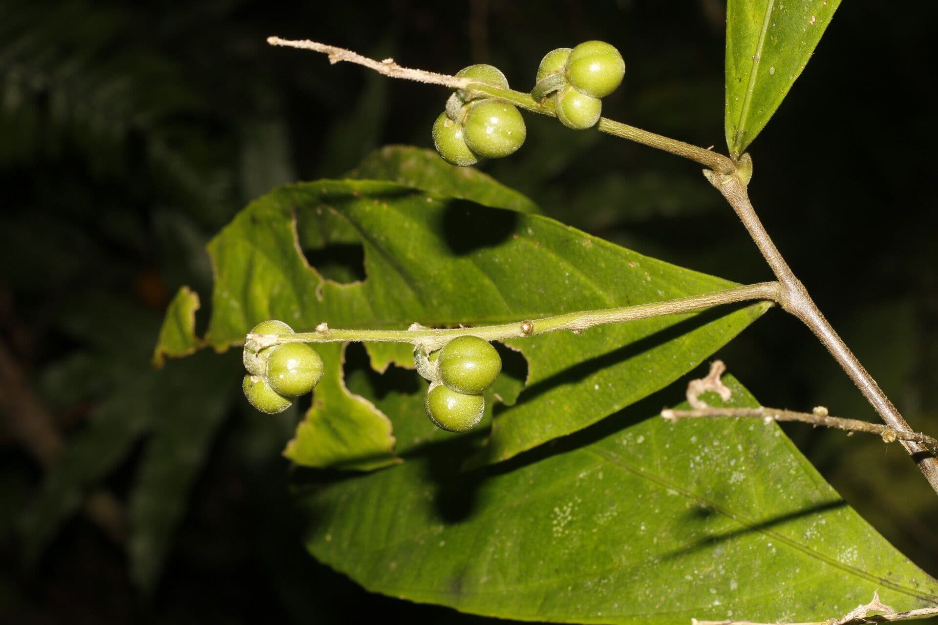 Adenophaedra 4