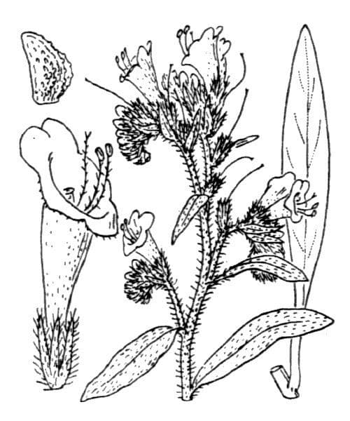 Echium cretico 23