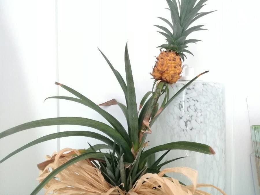 Ananas 29
