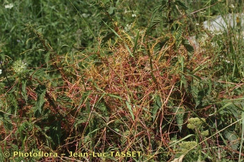 Cuscuta 11