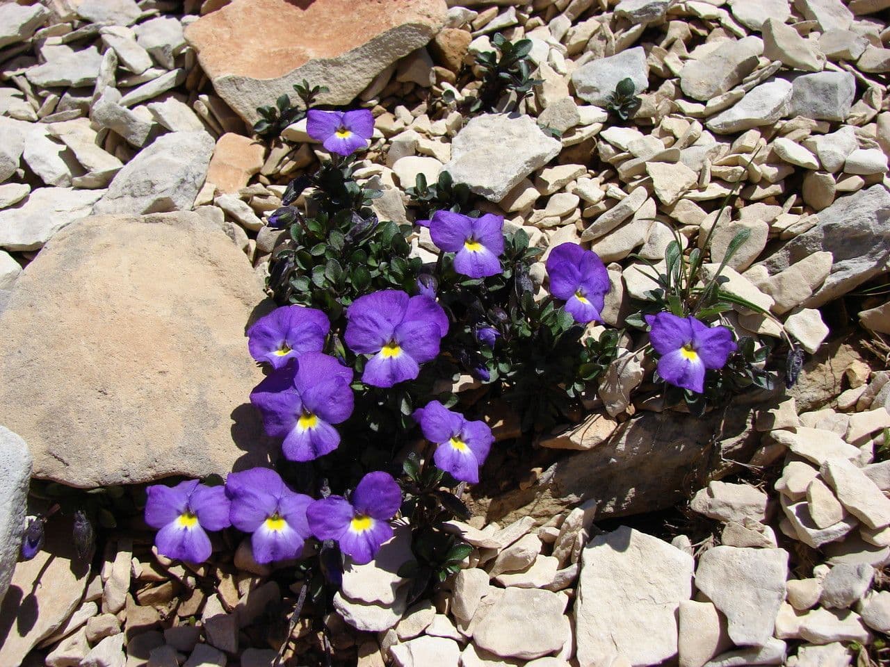 Viola 7