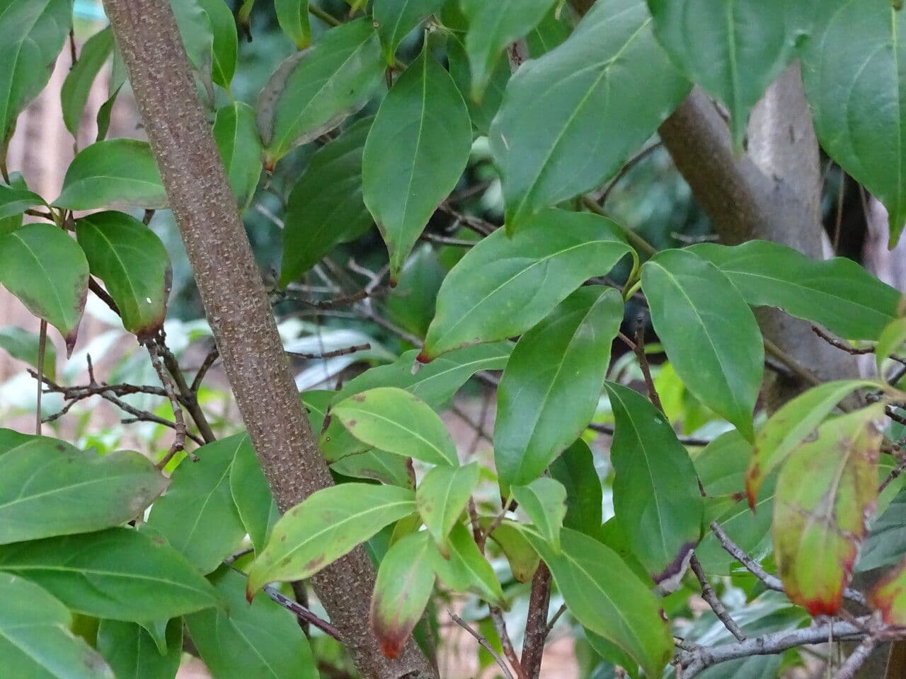 Cornus 13