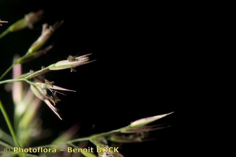 Calamagrostis
