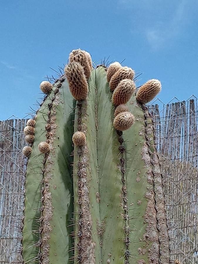 Cardón 6
