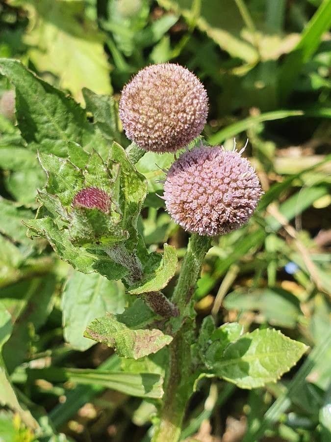 Sphaeranthus suaveolens 3
