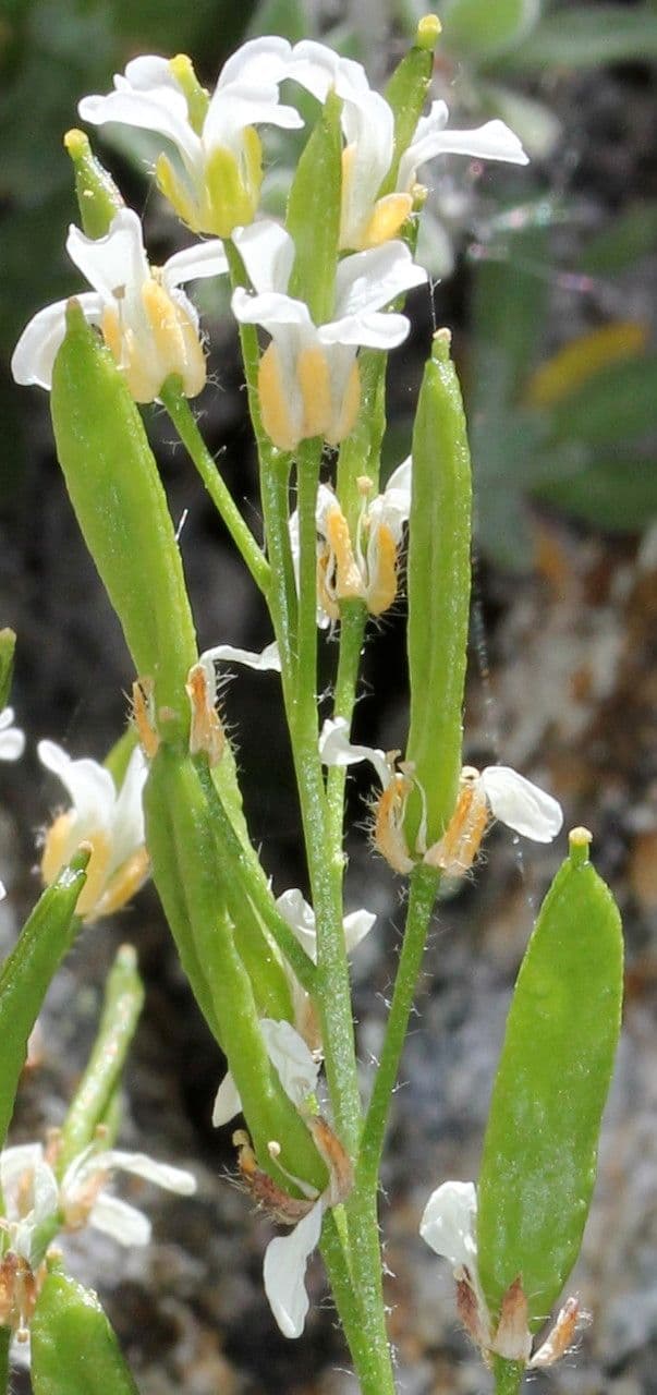 Draba tomentosa