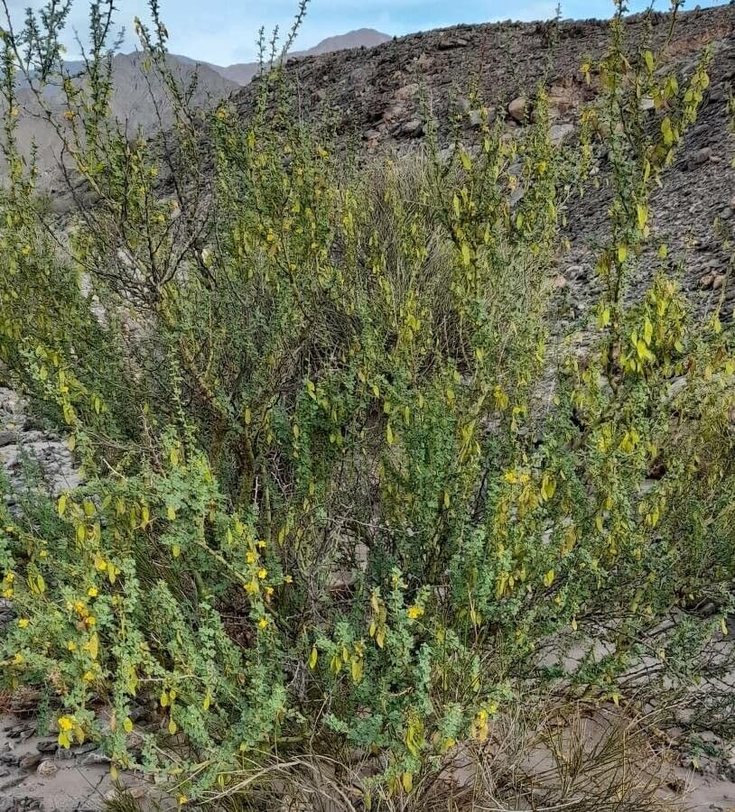 Parkinsonia praecox 11