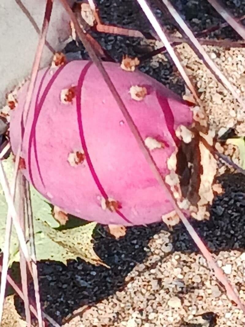 Opuntia macrocentra 4