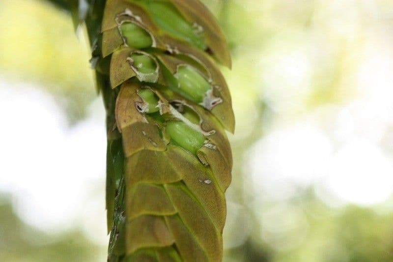 Bulbophyllum 2