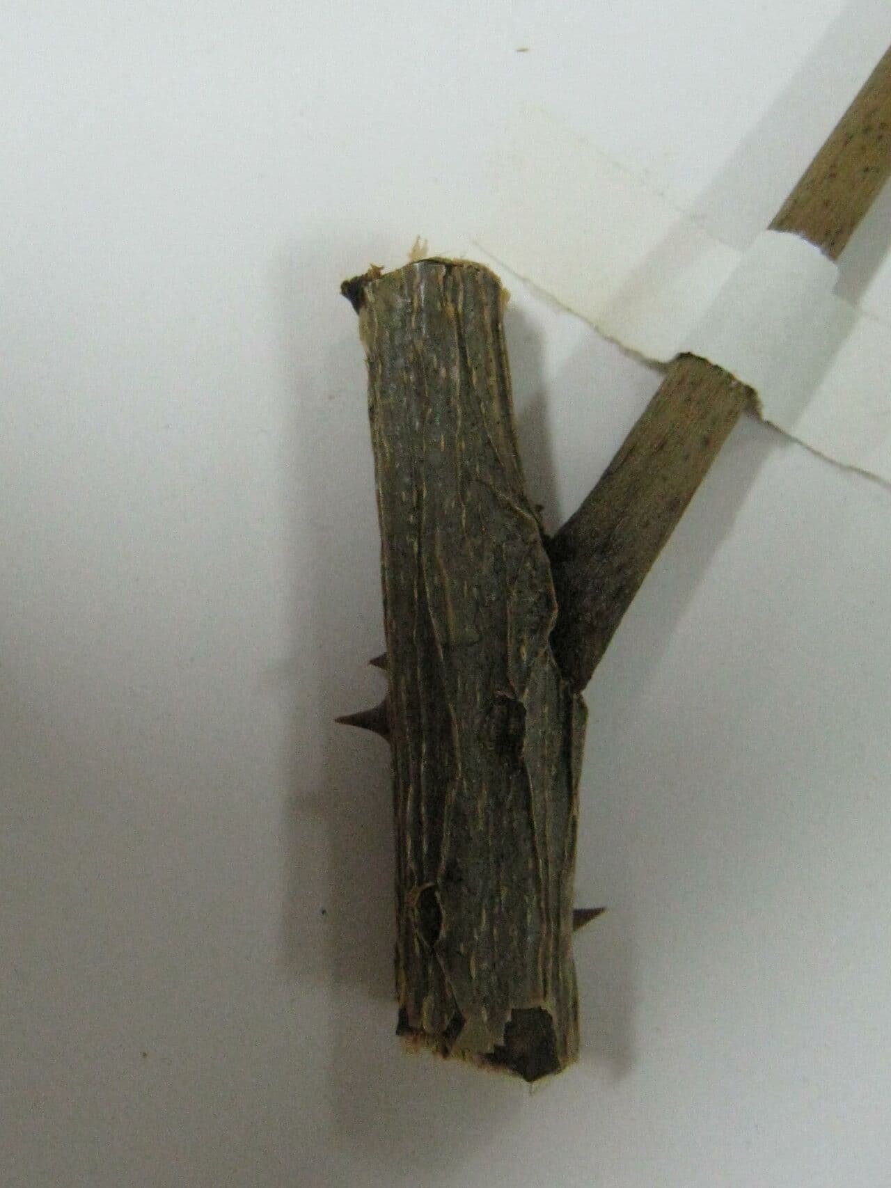 Zanthoxylum 2