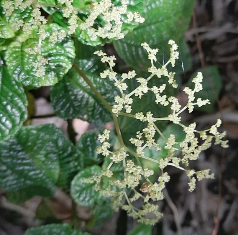 Pilea