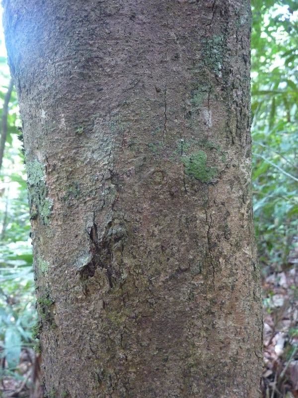 Hirtella 6