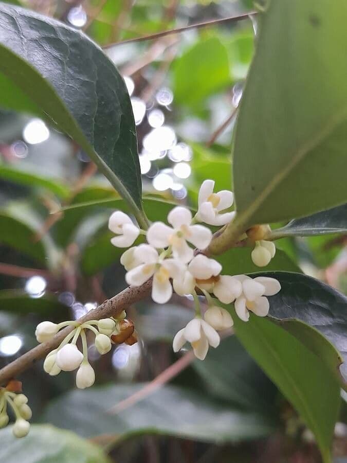 Buntlaub-Duftblume 6