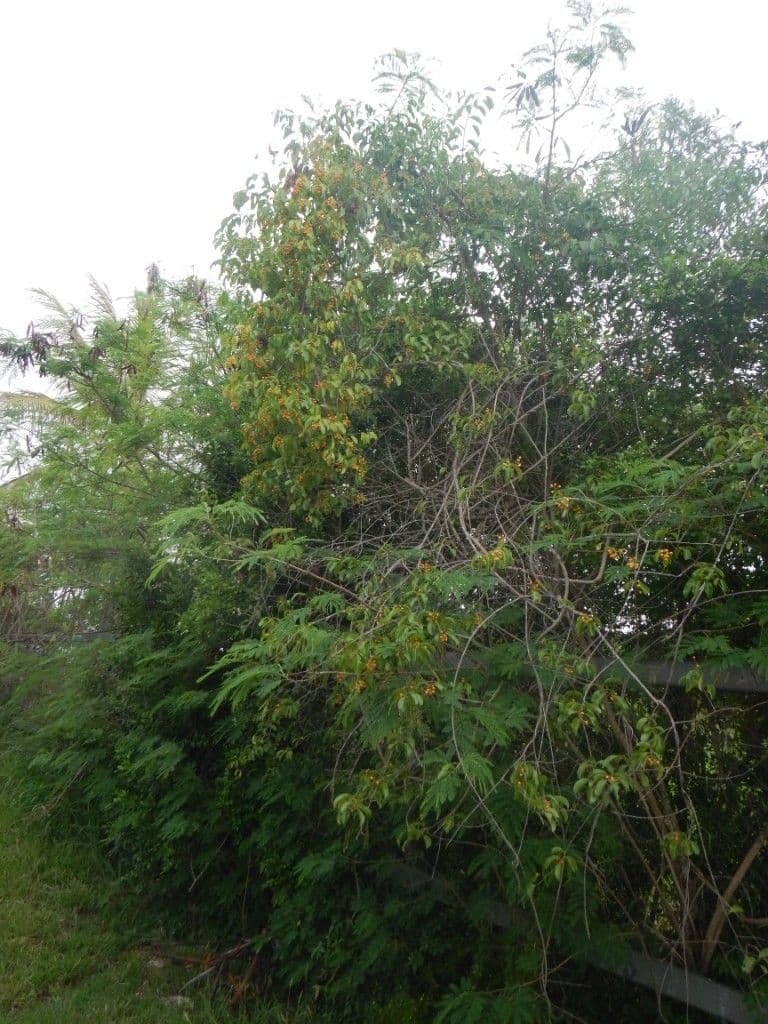 Oriental bittersweet 12