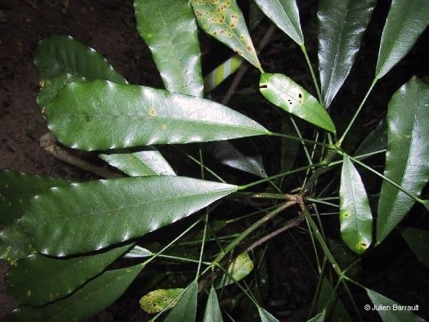 Codiaeum 13