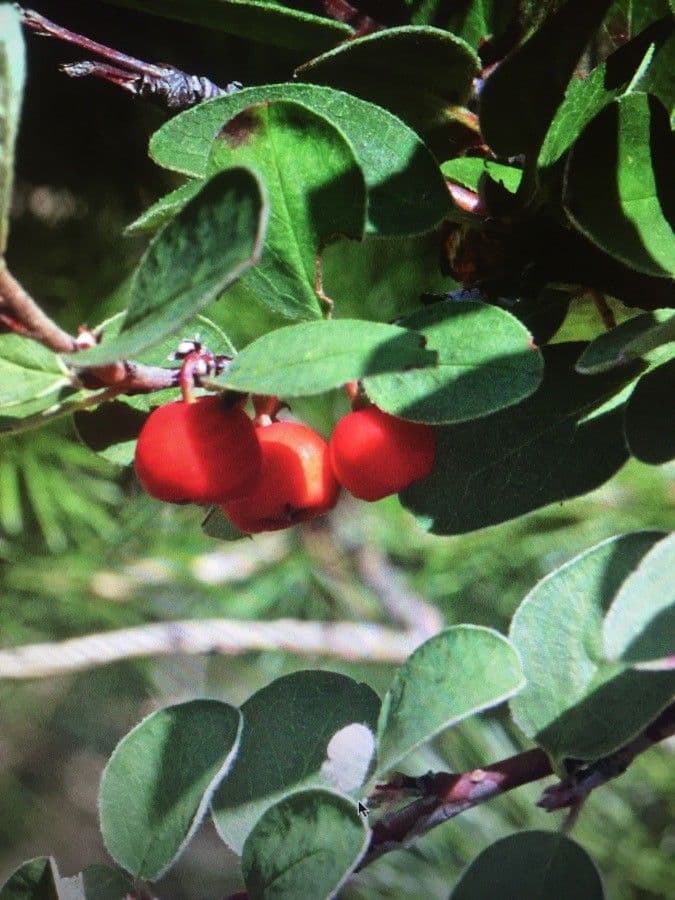 Cotonéaster commun 2