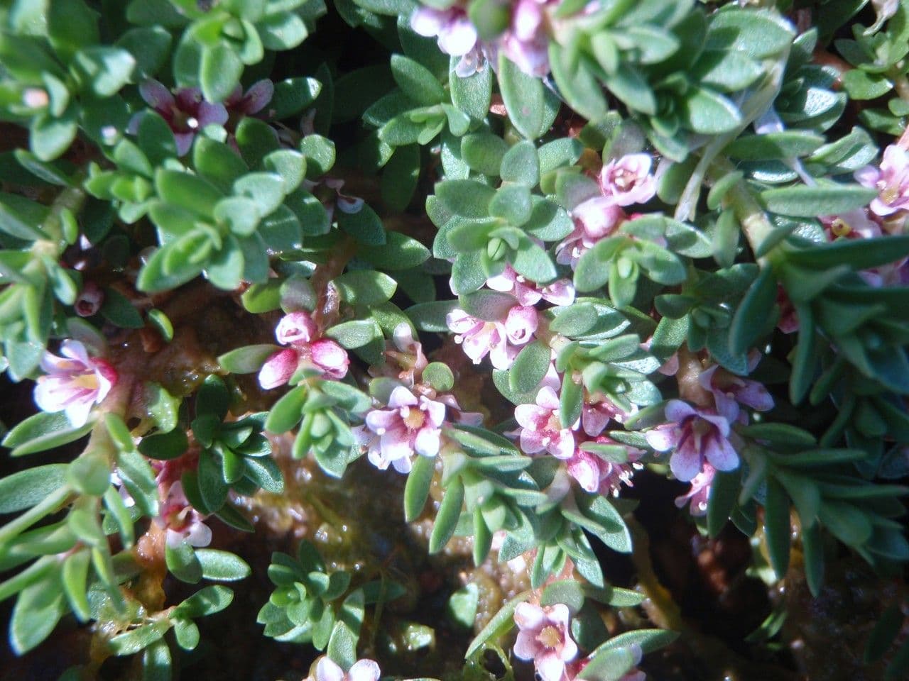 Erba de latti 23
