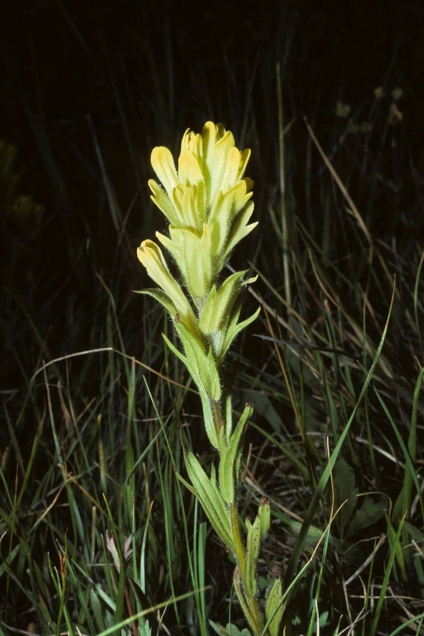 Castilleja cusickii 10