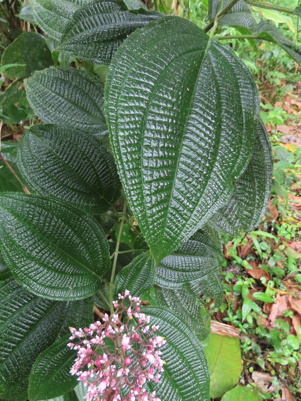 Conostegia 15