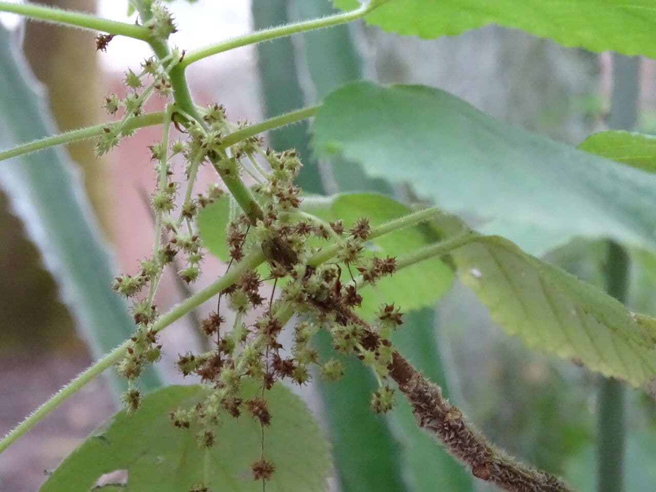 Boechmeria 7