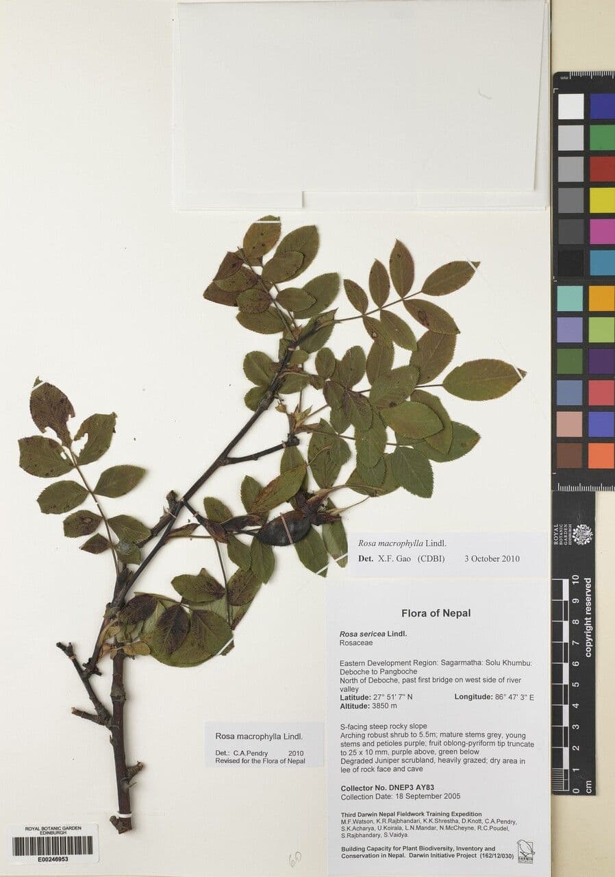 Großblättrige Rose 16