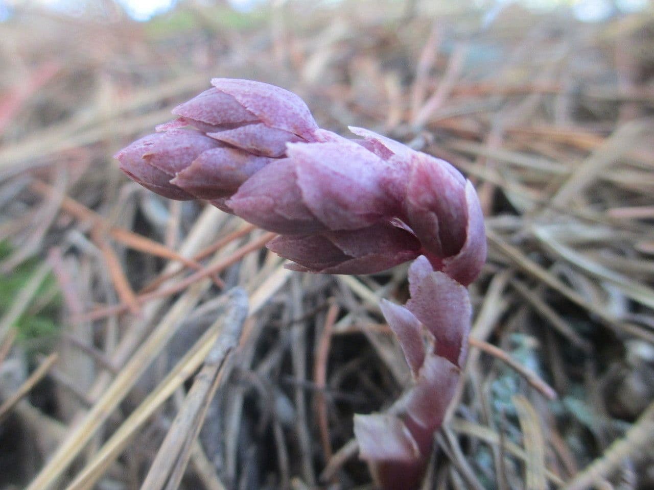 Monotropsis odorata 3