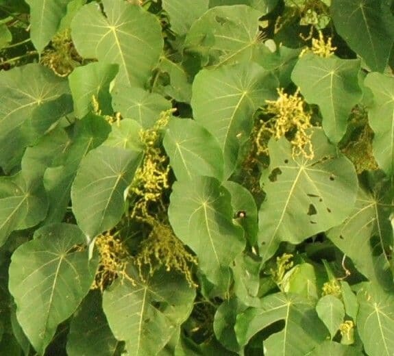 Macaranga 5
