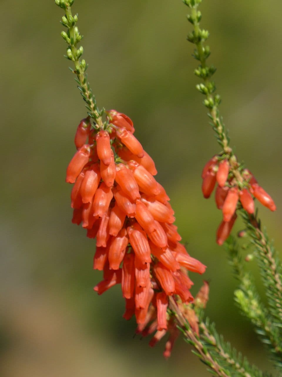 Erica mammosa 4