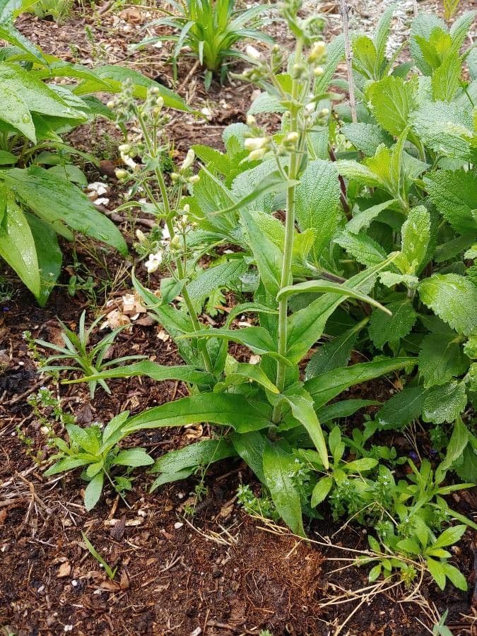 Penstemon pallidus 7