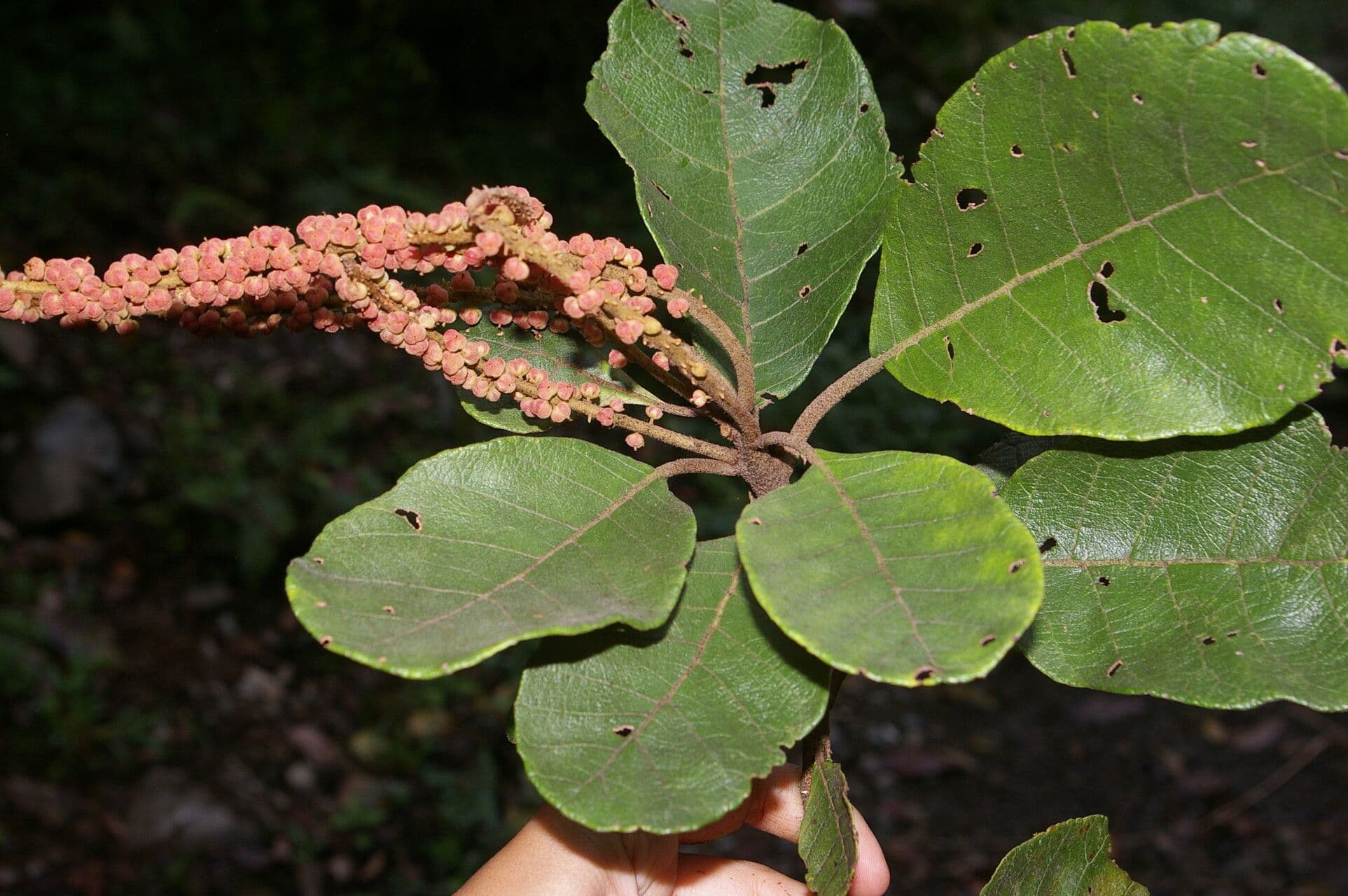 Clethra 5