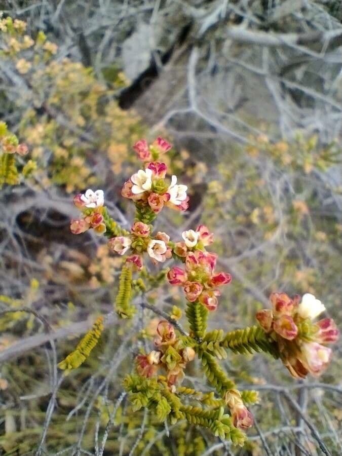 Micromyrtus
