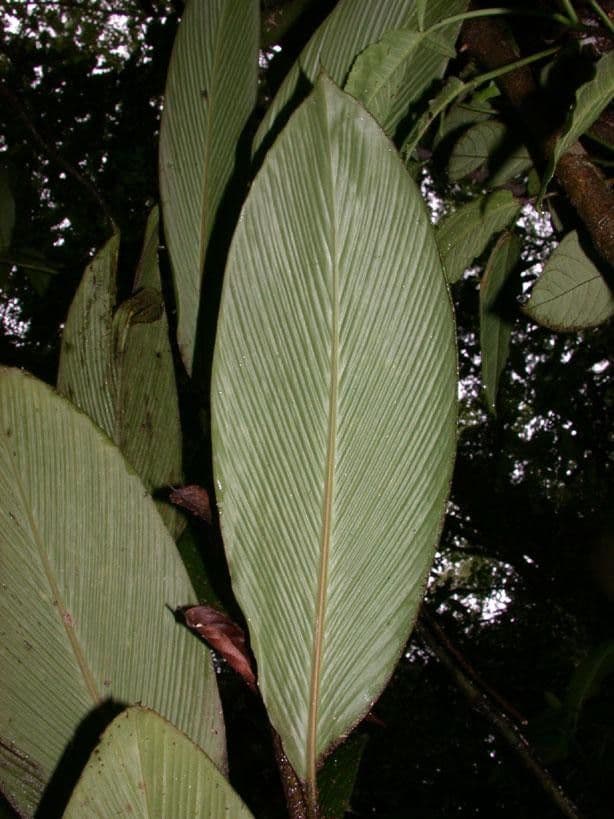 Renealmia 14