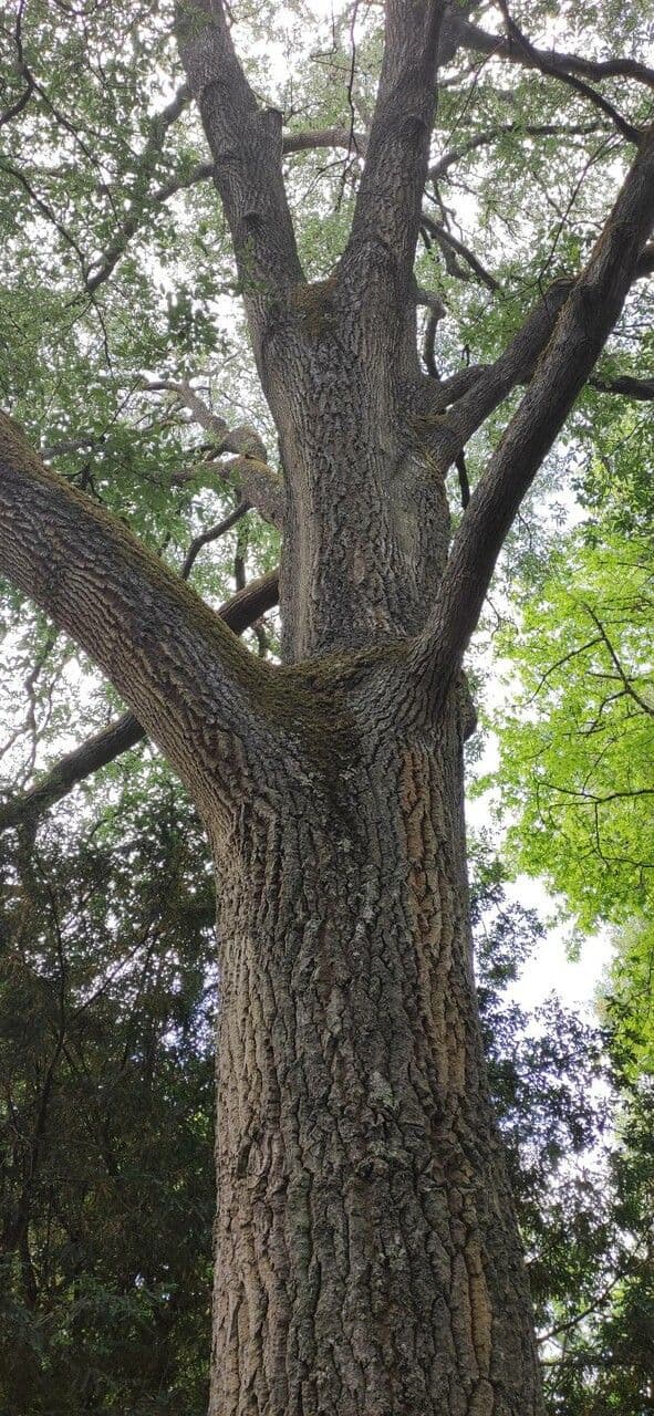 Quercia 6