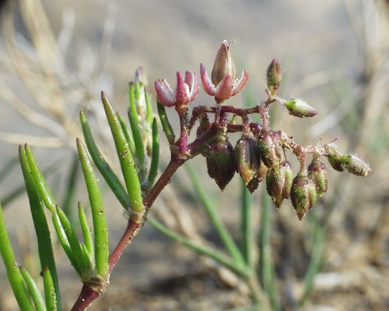 Spergularia marina