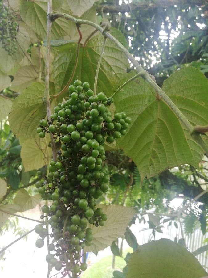Vitis tiliifolia 4